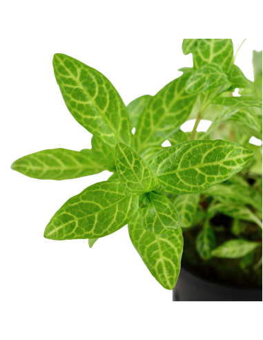 Hygrophila polysperma 'Rosanervig'