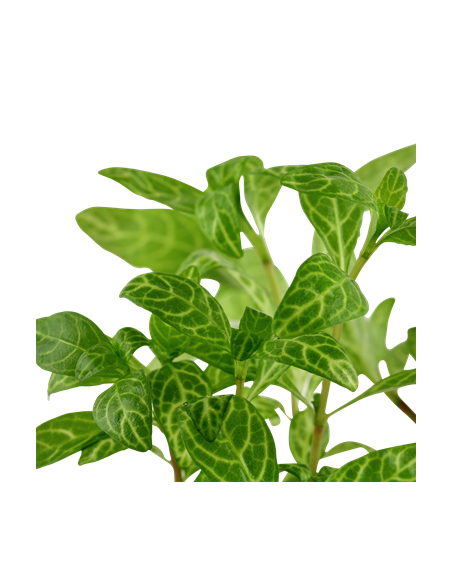 Hygrophila polysperma 'Rosanervig'