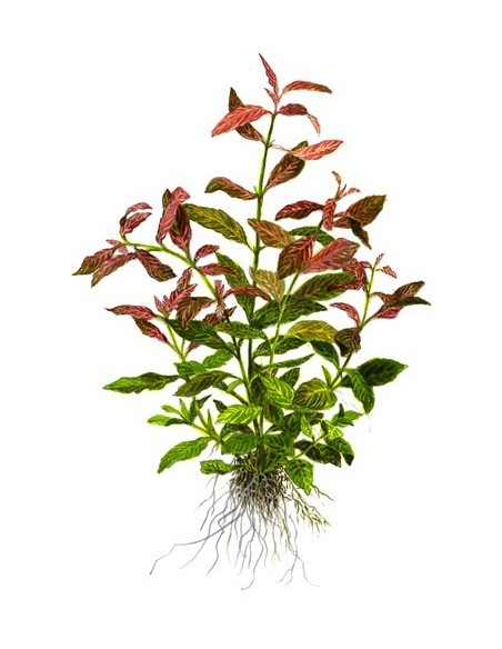 Hygrophila polysperma 'Rosanervig'