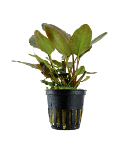 Lagenandra meeboldii 'Red'