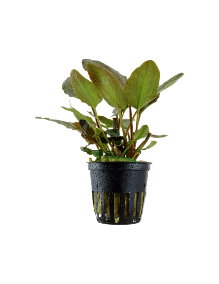 Lagenandra meeboldii 'Red'