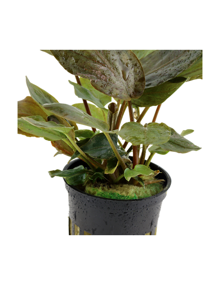 Lagenandra meeboldii 'Red'