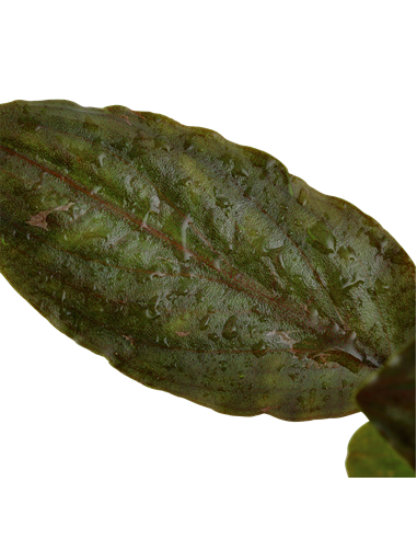 Lagenandra meeboldii 'Red'