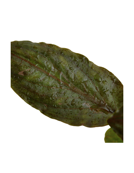 Lagenandra meeboldii 'Red'