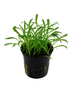 Lilaeopsis brasiliensis 2