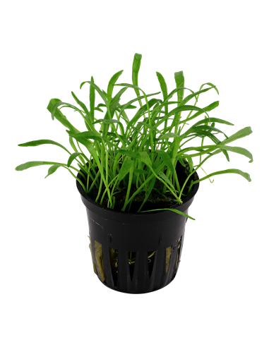 Lilaeopsis brasiliensis