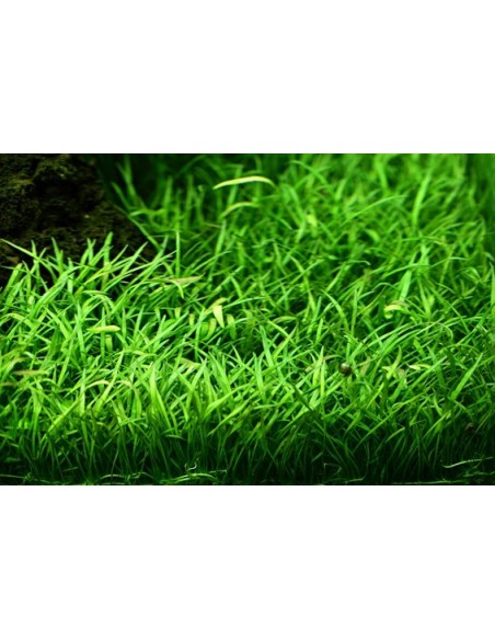 Lilaeopsis brasiliensis