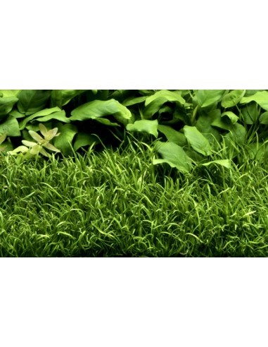 Lilaeopsis brasiliensis