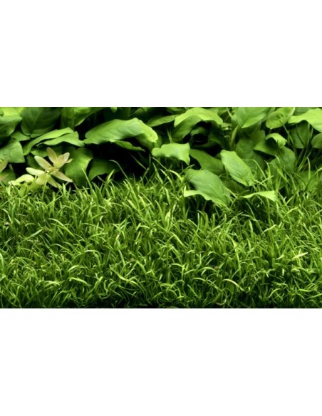 Lilaeopsis brasiliensis