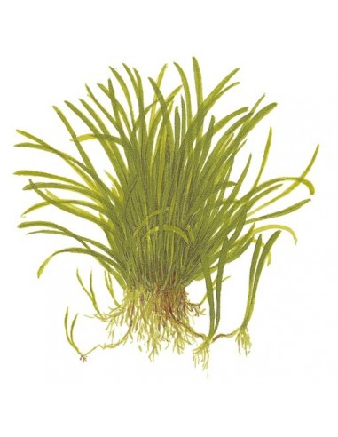 Lilaeopsis brasiliensis