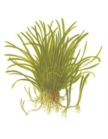 Lilaeopsis brasiliensis