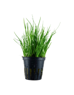 Lilaeopsis mauritiana