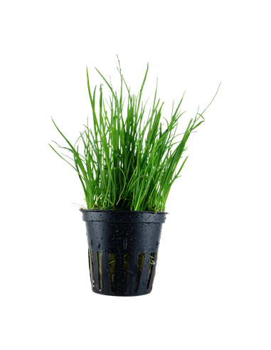 Lilaeopsis mauritiana