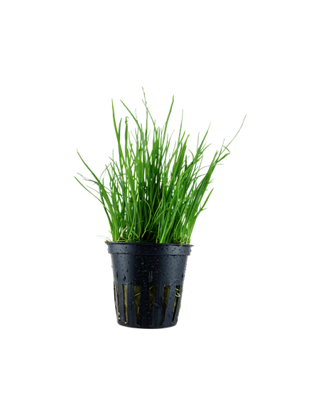 Lilaeopsis mauritiana