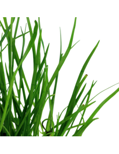 Lilaeopsis mauritiana 2