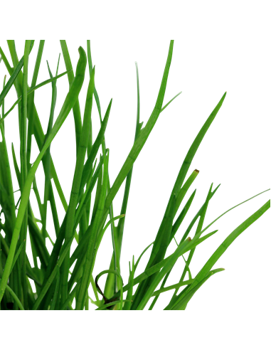 Lilaeopsis mauritiana