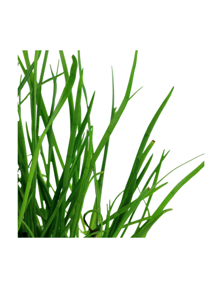 Lilaeopsis mauritiana