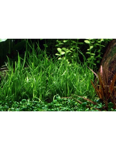 Lilaeopsis mauritiana