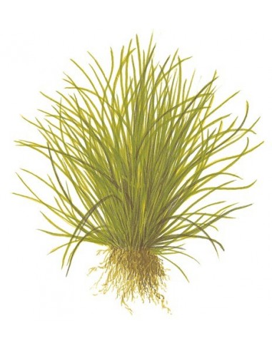 Lilaeopsis mauritiana