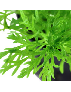 Limnophila aquatica 2