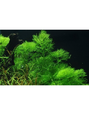 Limnophila aquatica