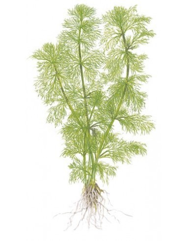 Limnophila aquatica
