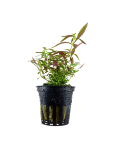 Limnophila hippuridoides