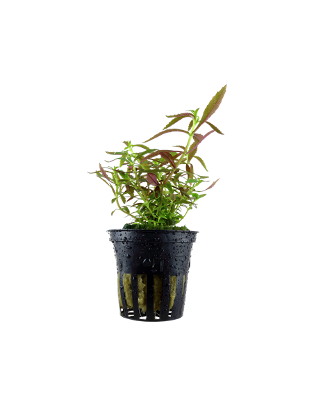 Limnophila hippuridoides