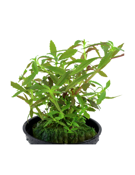 Limnophila hippuridoides