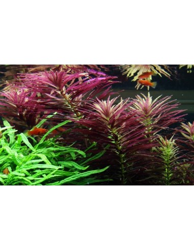 Limnophila hippuridoides