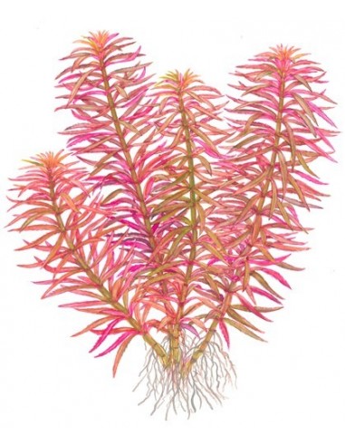 Limnophila hippuridoides