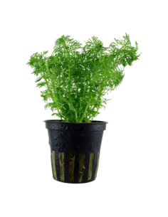 Limnophila sessiliflora