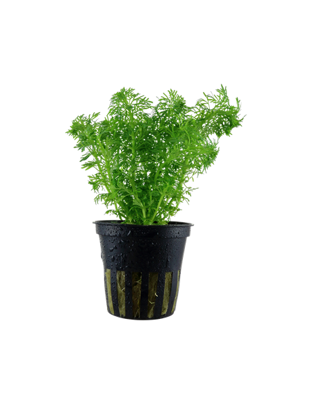 Limnophila sessiliflora