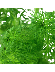 Limnophila sessiliflora 2