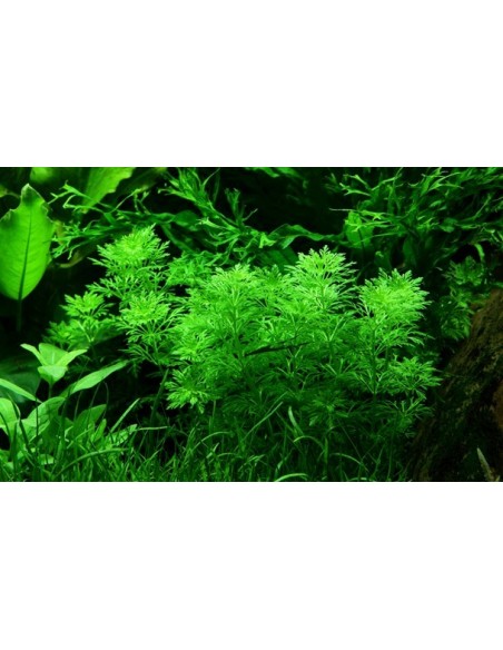 Limnophila sessiliflora