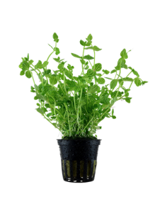 Lindernia rotundifolia