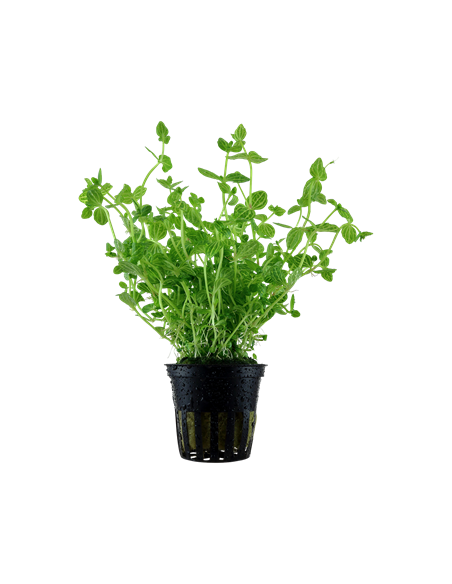 Lindernia rotundifolia