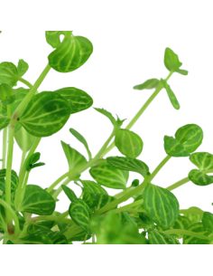 Lindernia rotundifolia 2