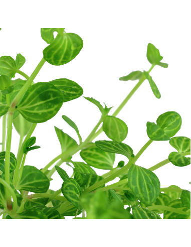 Lindernia rotundifolia