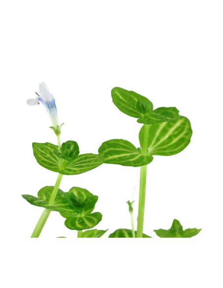 Lindernia rotundifolia