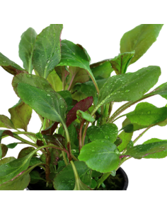 Lobelia cardinalis 2