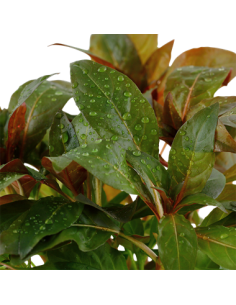 Ludwigia glandulosa 2