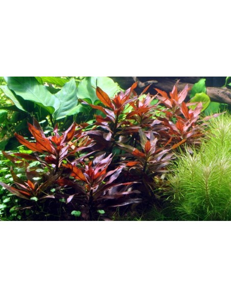 Ludwigia glandulosa