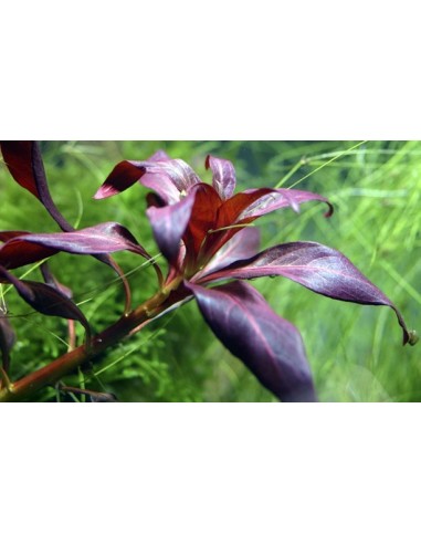 Ludwigia glandulosa
