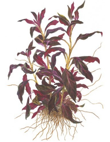 Ludwigia glandulosa