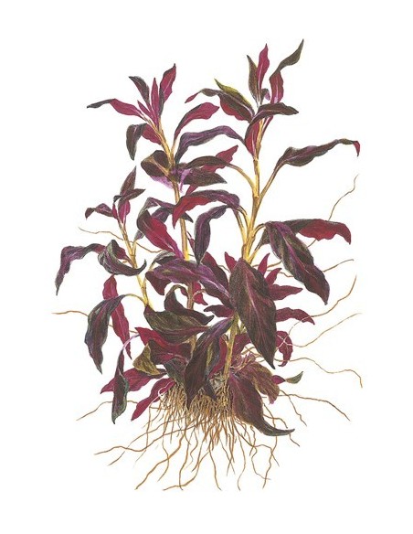 Ludwigia glandulosa