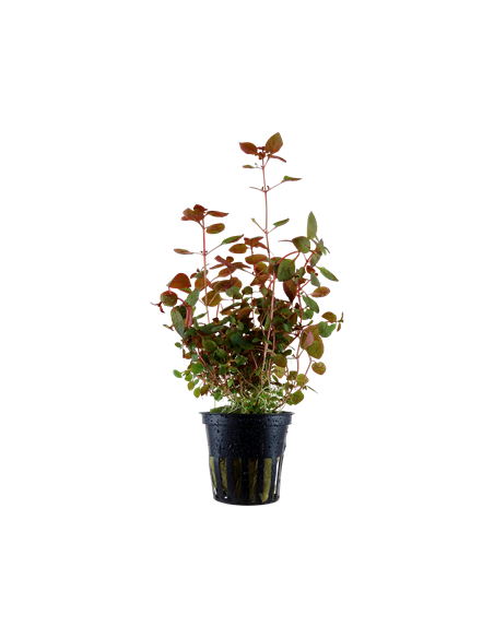 Ludwigia palustris