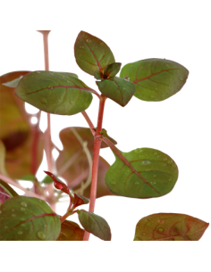 Ludwigia palustris 2