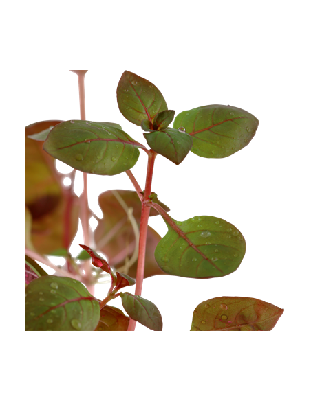 Ludwigia palustris