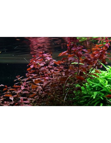 Ludwigia palustris